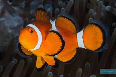 Quel est le nom de ce poisson coloré en P avec une dominante orange qui fréquente les lagons et les récifs coraliens du Pacifique ?