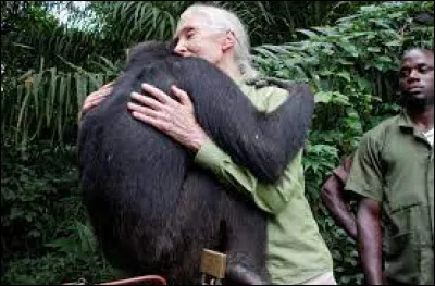 Quelle est la première scientifique à avoir observé et rapporté que les chimpanzés utilisent des outils pour s'alimenter ?