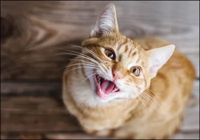 Quel est le son qu'émet le chat ?