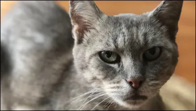 Comment se nomme la femelle du chat ?