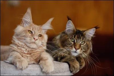 Quelle est cette race de chat ?