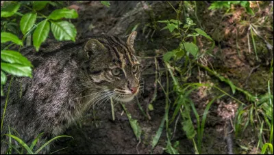 De quelle famille font partie les chats ?