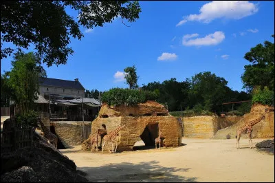 Dans le vocabulaire de chasse, accouplé, apparié se dit...