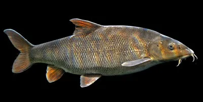 Quel nom porte une sorte de bière cervoise ?