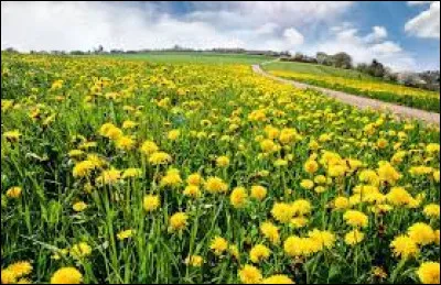 Ton après-midi, tu le passes