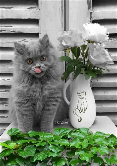 Si vous n'avez pas su répondre, à qui avez-vous dû donner votre langue ?