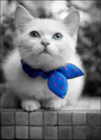 Dans quel film de Pagnol rencontre-t-on la chatte nommée Pomponette ?