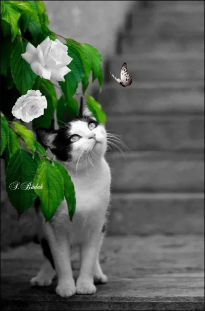 Qui chantait un tube bien rythmé des années 70 (ou 80) "Toi qui voulais toucher la chatte à la voisine" ?