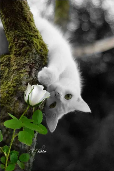 Qui a écrit "Les Contes du chat perché" ?