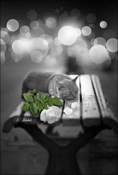 Si vous me faites remarquer que vous avez des yeux de lynx, et qu'il est inadmissible que j'aie oublié une virgule (ne changeant pas le sens de la phrase), que vais-je vous répondre ?