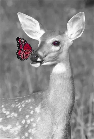 Henri Salvador, par sa chanson, cherche à rassurer la gazelle en lui annonçant la mort d'un fauve, lequel ?