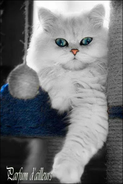 Comment se nomme le gros chat célèbre qui déteste les lundis et adore les lasagnes ? (photo décorative)