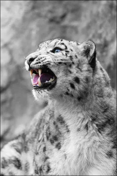 L'animal terrestre le plus rapide est un félin. Lequel ? (photo décorative)