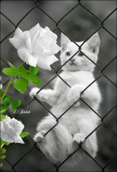 Qui chantait "Le petit chat est mort, il est tombé du toit, c'est comme ça..." ?