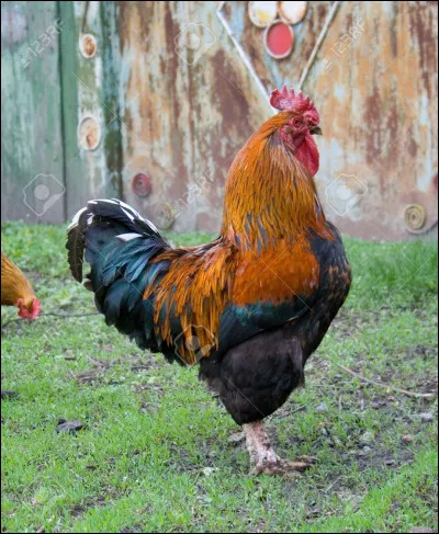 "Cocorico" est un film sorti en salle le 7 février 2024. Quel duo d'artistes comiques réunit-il ?