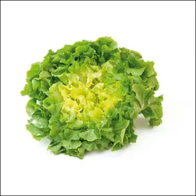 De quelle couleur est cette salade (scarole) ?
