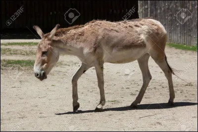 Quelle est cette race d’ânes sauvages ?