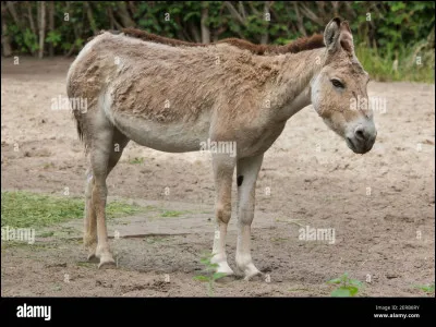 Quelle est cette race d’ânes sauvages ?
