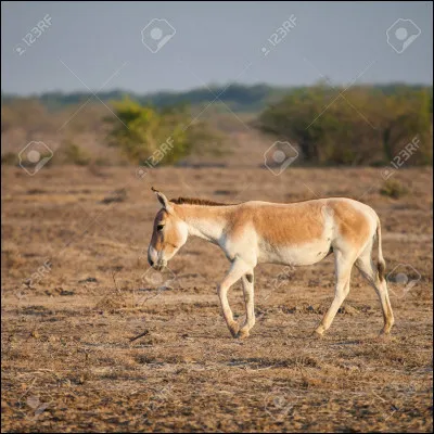 Quelle est cette race d’ânes sauvages ?