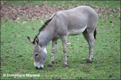 Quelle est cette race d’ânes sauvages ?