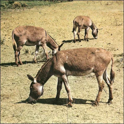 Quelle est cette race d’ânes sauvages ?