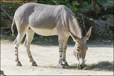 Quelle est cette race d’ânes sauvages ?