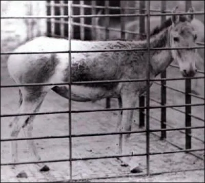 Quelle est cette race d’ânes sauvages ?