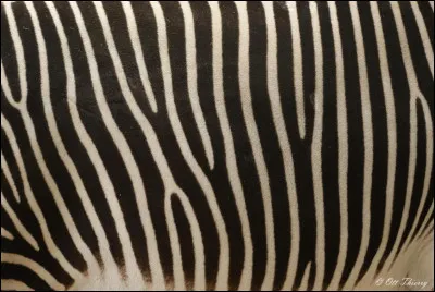 Encore des rayures ? Mais à qui appartiennent-elles ?