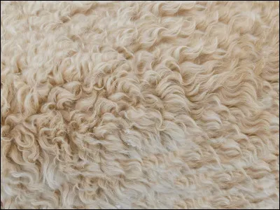 Et ça, ça appartient à quel animal ?