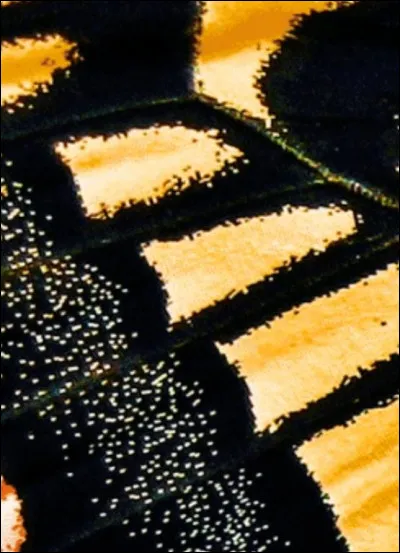 À quel animal appartiennent ces drôles de motifs ?