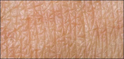 Pour finir, quel animal se cache derrière cette image ?