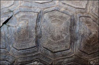 Et ces espèces d'écailles à qui appartiennent -elles ?