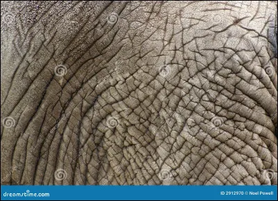 À ton avis, ceci appartient à quel animal ?