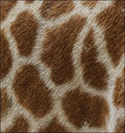 Quel animal a ce pelage ?