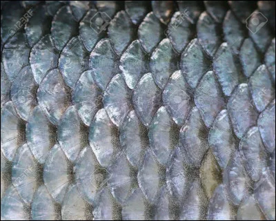 Cette fois ce sont bien des écailles, mais à qui appartiennent elles ?