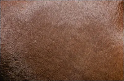 À quel animal appartient ce pelage ?