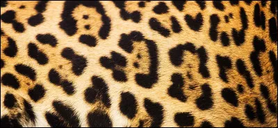 À quel animal appartiennent ces taches ?