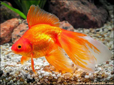 Quel est le nom de ce poisson deau froide qui a des nageoires longues et voilées et qui est originaire de Chine ?