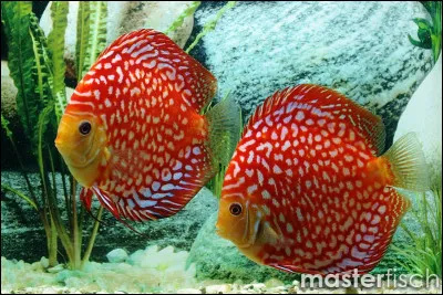 Quel est le nom de ce poisson deau douce qui a des écailles brillantes et qui est originaire dAmérique du Sud ?