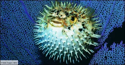 Quel est le nom de ce poisson deau de mer qui a des épines venimeuses et qui peut gonfler son corps en cas de menace ?
