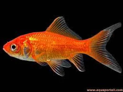 Quel est le nom de ce poisson deau douce qui a des taches noires et qui est très populaire chez les débutants ?