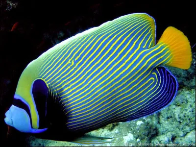 Quel est le nom de ce poisson deau de mer qui a des couleurs vives et qui se nourrit principalement de coraux ?