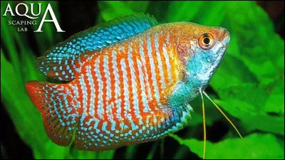 Quel est le nom de ce poisson deau douce qui a des nageoires très développées et qui est originaire dAsie du Sud-Est ?