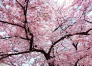 Test Quel serait ton prnom japonais ? (Spcial fille)