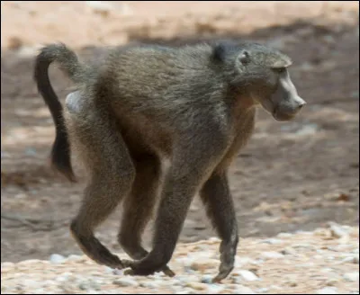 Parmi les trois personnages principaux, lequel est un babouin ?