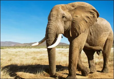 Parmi les trois personnages principaux, lequel est un éléphant ?