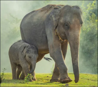 Quel est le lien de parenté entre la Mère Vénérable et Céleste ?