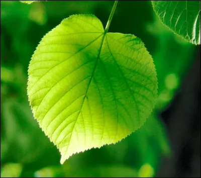 Quel est le grade d'Épine ?