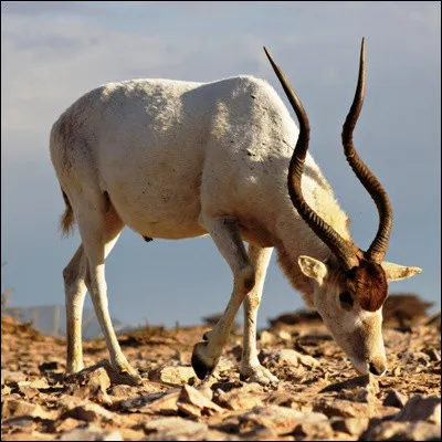 Quelle antilope très adaptée aux déserts est reconnaissable à sa tache foncée sur le front ?