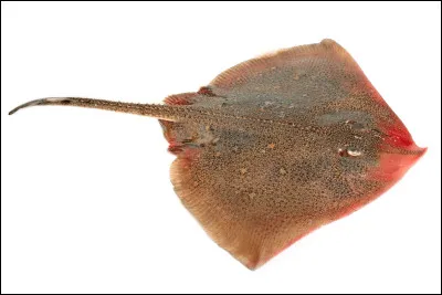 Quel est le nom de cet animal ?